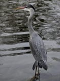Heron grey silver near water stock photo Heron grey silver near water stock photo