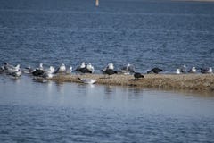 Herring Gull and Corn Crakes on a Gravel Bar royalty free stock image Herring Gull and Corn Crakes on a Gravel Bar royalty free stock image