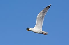 Herring gull in flight royalty free stock photography Herring gull in flight royalty free stock photography