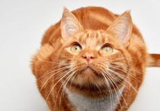 Herrliche Katze der getigerten Katze des roten Ingwers, die auf allen fours oben schauen sitzt stockfotos Herrliche Katze der getigerten Katze des roten Ingwers, die auf allen fours oben schauen sitzt stockfotos
