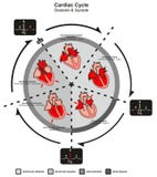 Herzaktions-Diastole und Systole der menschlichen Herz-Anatomie stock abbildung Herzaktions-Diastole und Systole der menschlichen Herz-Anatomie stock abbildung