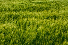 Het abstracte graangewassen groene gebied blured aren royalty-vrije stock afbeeldingen Het abstracte graangewassen groene gebied blured aren royalty-vrije stock afbeeldingen