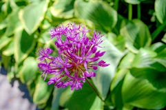 Het Alliumprattii van de bloemnaam met roze kleur, het bloeien hoogtepunt en kijkt als een bal royalty-vrije stock foto Het Alliumprattii van de bloemnaam met roze kleur, het bloeien hoogtepunt en kijkt als een bal royalty-vrije stock foto
