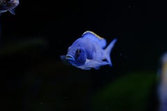 Het aquariumvissen van Malawi cichlid Copadichromis Azureus stock foto's Het aquariumvissen van Malawi cichlid Copadichromis Azureus stock foto's