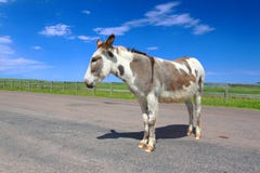 Het bedelen van het Park van de Staat van Burro Custer royalty-vrije stock fotografie Het bedelen van het Park van de Staat van Burro Custer royalty-vrije stock fotografie