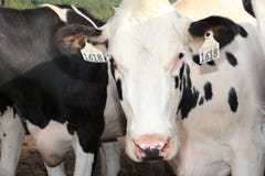 Het beroemde oriëntatiepunt van melkkoeiendenemarken ` s stock afbeelding Het beroemde oriëntatiepunt van melkkoeiendenemarken ` s stock afbeelding