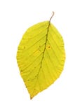 Het blad van de beukboom in de herfst royalty-vrije stock foto Het blad van de beukboom in de herfst royalty-vrije stock foto