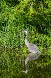 Het blauwe Reiger Verbergen langs de Oever royalty-vrije stock foto's Het blauwe Reiger Verbergen langs de Oever royalty-vrije stock foto's