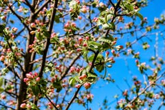Het bloeien van fruitboom in de lente stock fotografie Het bloeien van fruitboom in de lente stock fotografie