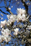 Het bloeien van Witte Magnoliaboom Close-up van de witte magnoliabloemen en de blauwe hemel royalty-vrije stock afbeelding Het bloeien van Witte Magnoliaboom Close-up van de witte magnoliabloemen en de blauwe hemel royalty-vrije stock afbeelding
