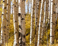 Het Bos van de esp stock afbeelding Het Bos van de esp stock afbeelding
