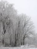 Het bos van de winter dat met sneeuw wordt behandeld royalty-vrije stock afbeelding Het bos van de winter dat met sneeuw wordt behandeld royalty-vrije stock afbeelding