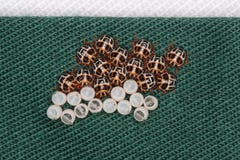 Het bruine ei marmorated stinkt insectenhatchlings bij Stok stock foto's Het bruine ei marmorated stinkt insectenhatchlings bij Stok stock foto's