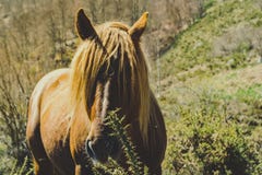 Het bruine paard staren Warme tonen Groene Achtergrond stock fotografie Het bruine paard staren Warme tonen Groene Achtergrond stock fotografie