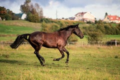 Het bruine paarden lopen Stock Afbeeldingen Het bruine paarden lopen Stock Afbeeldingen