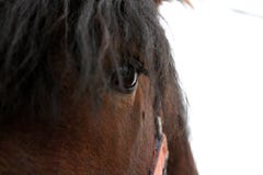 Het bruine Snuit mooie paard in rode teugel kijkt uit dicht stock afbeeldingen Het bruine Snuit mooie paard in rode teugel kijkt uit dicht stock afbeeldingen