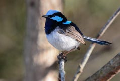 Het buitengewone blauwe mannetje van het feewinterkoninkje stock afbeelding Het buitengewone blauwe mannetje van het feewinterkoninkje stock afbeelding