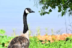 Het Canadese Gans voeden langs de kust van Meer Hefner Stock Foto Het Canadese Gans voeden langs de kust van Meer Hefner Stock Foto