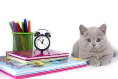 Het charmante grijze pluizige Britse katje ligt, dichtbij de klok, boeken, potloden Onthaal aan school royalty-vrije stock afbeelding Het charmante grijze pluizige Britse katje ligt, dichtbij de klok, boeken, potloden Onthaal aan school royalty-vrije stock afbeelding