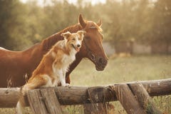 Het de rode hond en paard van border collie stock foto Het de rode hond en paard van border collie stock foto