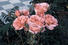 Het dichte Uitstekende Mooie Boeket Roze Rozen sjofele elegante romantische verse kijken royalty-vrije stock afbeelding Het dichte Uitstekende Mooie Boeket Roze Rozen sjofele elegante romantische verse kijken royalty-vrije stock afbeelding