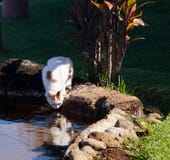 Het drinken van de kat van pool in tuin stock afbeeldingen Het drinken van de kat van pool in tuin stock afbeeldingen