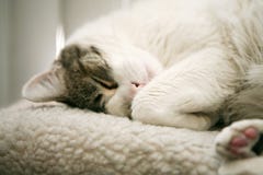 Het dutje van de kat royalty-vrije stock afbeelding Het dutje van de kat royalty-vrije stock afbeelding