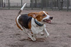 Het Estlandse Hond lopen stock foto's Het Estlandse Hond lopen stock foto's