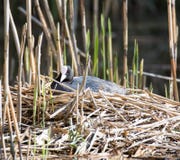 Het Europees-Aziatische koetfokken in zijn nest stock foto's Het Europees-Aziatische koetfokken in zijn nest stock foto's