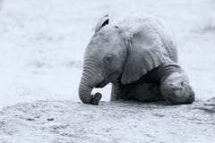 Het fokkenkudde van olifants drinkwater bij een kleine vijver stock fotografie Het fokkenkudde van olifants drinkwater bij een kleine vijver stock fotografie