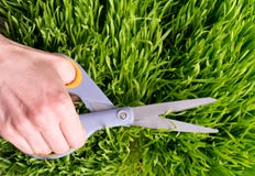 Het Gazon van Manicured Het Gazon van Manicured
