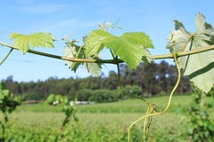 Het gebied van de Dourorivier in Portugal - Wijngaarden stock afbeelding Het gebied van de Dourorivier in Portugal - Wijngaarden stock afbeelding