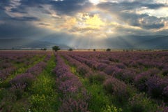 Het gebied van de lavendel Het gebied van de lavendel