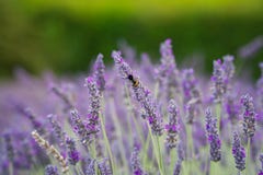 Het gebied van de lavendel stock afbeelding Het gebied van de lavendel stock afbeelding