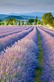 Het gebied van de lavendel in de Provence stock afbeeldingen Het gebied van de lavendel in de Provence stock afbeeldingen