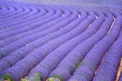 Het gebied van Provance lavander royalty-vrije stock fotografie Het gebied van Provance lavander royalty-vrije stock fotografie