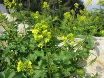 Het gele Bloeien in Galilee royalty-vrije stock afbeeldingen Het gele Bloeien in Galilee royalty-vrije stock afbeeldingen