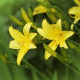 Het gele van de Daglelie de bloem of van Hemerocallis bloeien Royalty-vrije Stock Fotografie Het gele van de Daglelie de bloem of van Hemerocallis bloeien Royalty-vrije Stock Fotografie