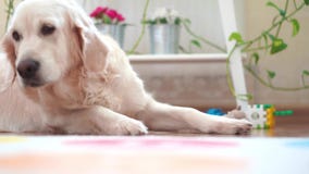 Het gelukkige leven van huisdieren thuis - mooie grote hond die in de ruimte rusten stock videobeelden Het gelukkige leven van huisdieren thuis - mooie grote hond die in de ruimte rusten stock videobeelden