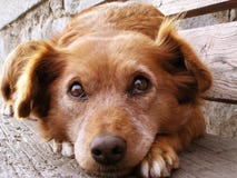 Het gezicht van de hond