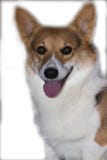 Het glimlachen corgi Royalty-vrije Stock Foto Het glimlachen corgi Royalty-vrije Stock Foto