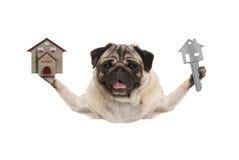 Het glimlachen van gelukkige pug puppyhond die huis zeer belangrijk en miniatuurhuis steunen stock foto's Het glimlachen van gelukkige pug puppyhond die huis zeer belangrijk en miniatuurhuis steunen stock foto's