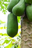 Het groene papaja hangen stock afbeelding Het groene papaja hangen stock afbeelding