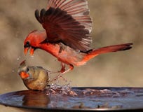 Het grote Rood intimideert royalty-vrije stock afbeeldingen Het grote Rood intimideert royalty-vrije stock afbeeldingen