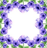 Het hand getrokken kader van waterverf violette anemonen royalty-vrije illustratie Het hand getrokken kader van waterverf violette anemonen royalty-vrije illustratie
