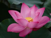 Het Hart van roze Lotus Flower Opening Up It aan de Wereld royalty-vrije stock afbeelding Het Hart van roze Lotus Flower Opening Up It aan de Wereld royalty-vrije stock afbeelding