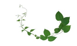 Het hart vormde groene die blad het beklimmen wijnstokken op witte achtergrond, weg worden geïsoleerd royalty-vrije stock foto Het hart vormde groene die blad het beklimmen wijnstokken op witte achtergrond, weg worden geïsoleerd royalty-vrije stock foto