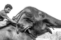 Het Heiligdom van de Kodanadolifant - olifant baden wordt uitgevoerd met bewaarders die achter de zwart-witte oren wassen - stock foto Het Heiligdom van de Kodanadolifant - olifant baden wordt uitgevoerd met bewaarders die achter de zwart-witte oren wassen - stock foto