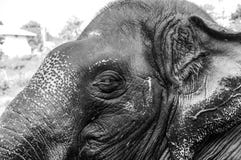 Het Heiligdom van de Kodanadolifant - olifant baden wordt uitgevoerd met zwart-wit oog en oor - stock afbeelding Het Heiligdom van de Kodanadolifant - olifant baden wordt uitgevoerd met zwart-wit oog en oor - stock afbeelding