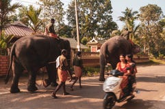 Het Heiligdom van de Kodanadolifant - olifant die aan het baden met zichtbare bewaarders lopen stock afbeelding Het Heiligdom van de Kodanadolifant - olifant die aan het baden met zichtbare bewaarders lopen stock afbeelding